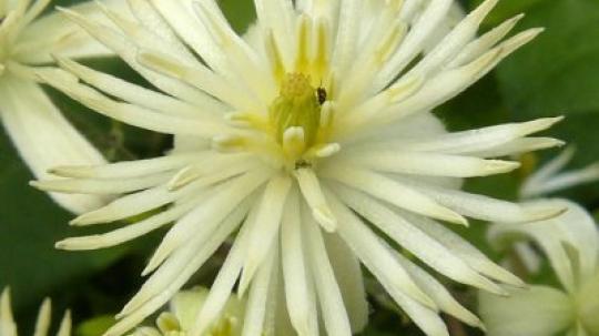 Clematis (Clemátide).