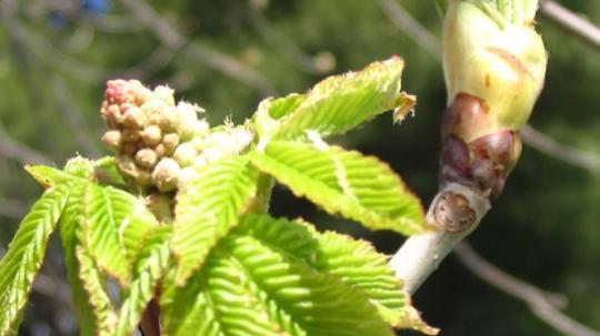 Chestnut Bud (Brote de castaño).