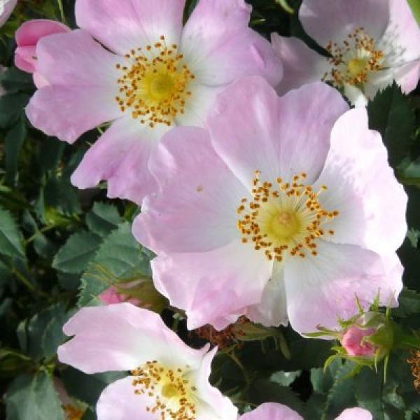Wild Rose (Rosa Silvestre)