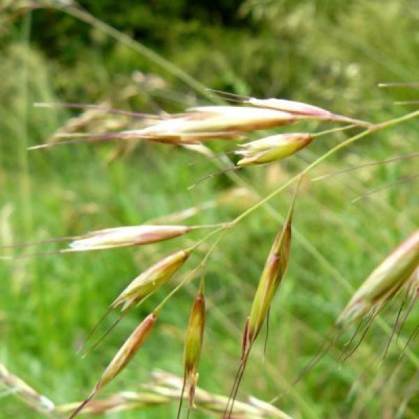 Wild oat (Avena silvestre)