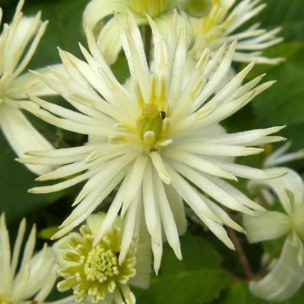 Clematis (Clemátide)